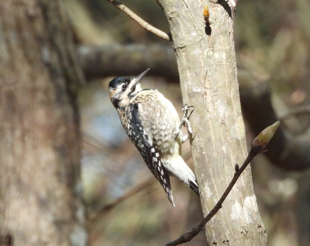 Yellow-bellied Sapsucker - ML616286756