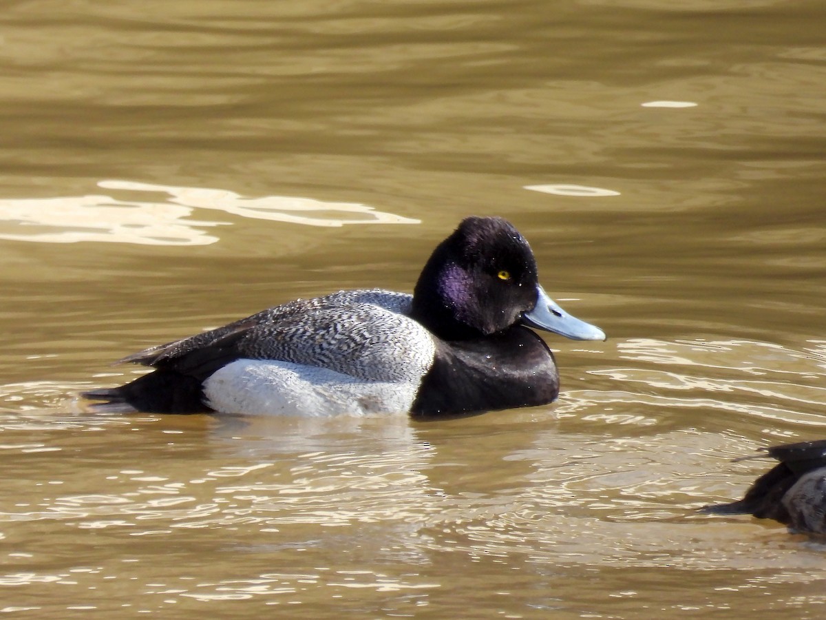 Lesser Scaup - ML616286758