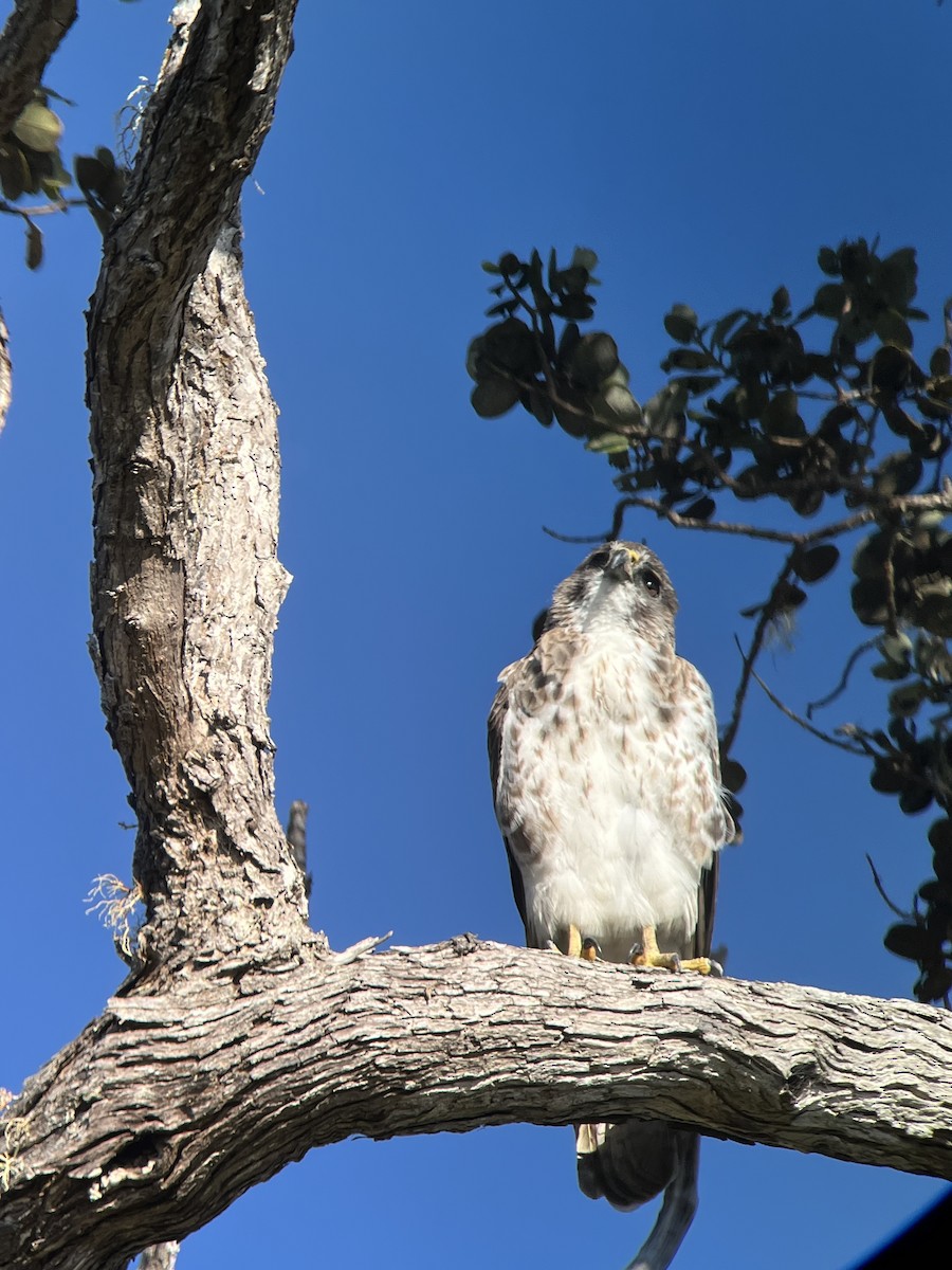 Hawaiian Hawk - ML616286787