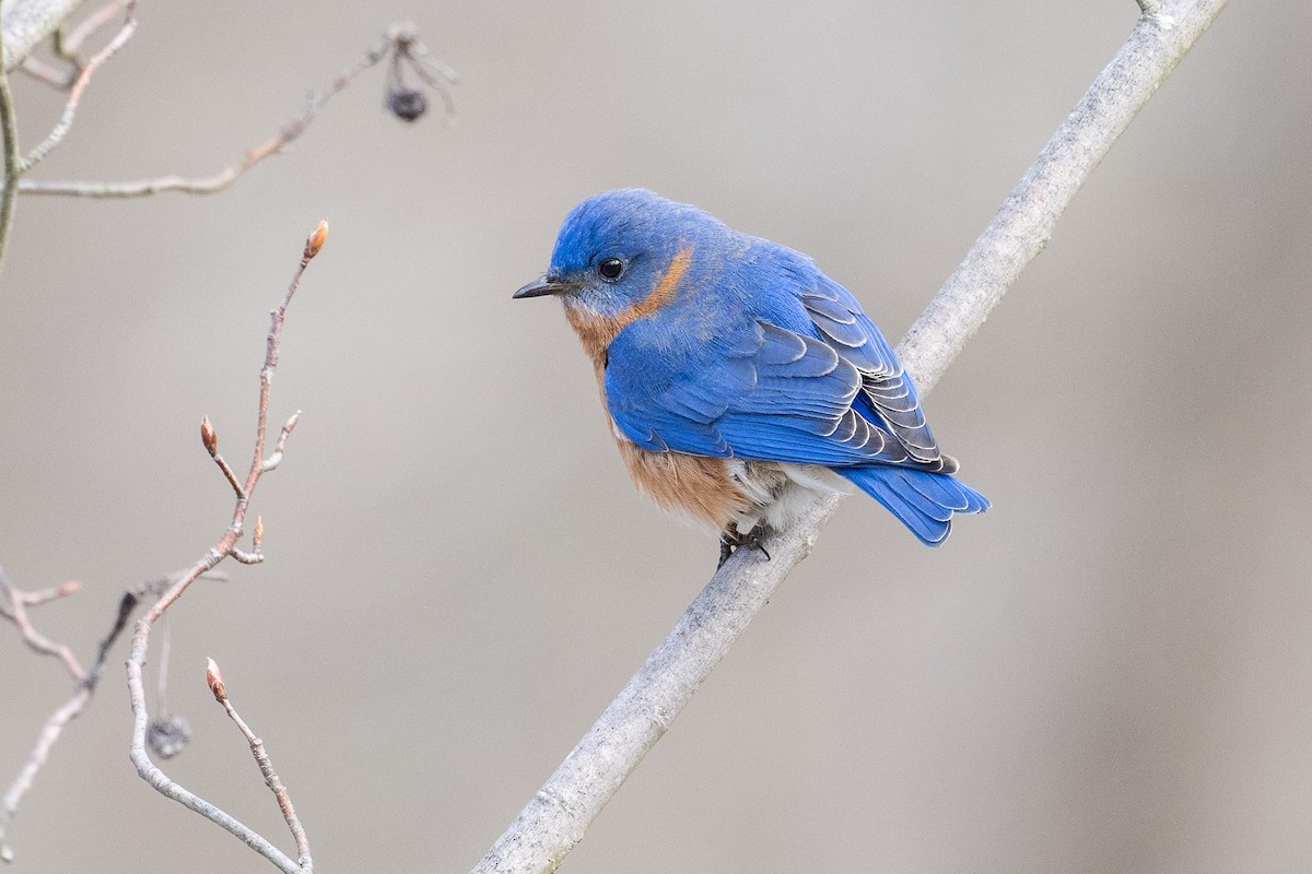 Eastern Bluebird - ML616286824