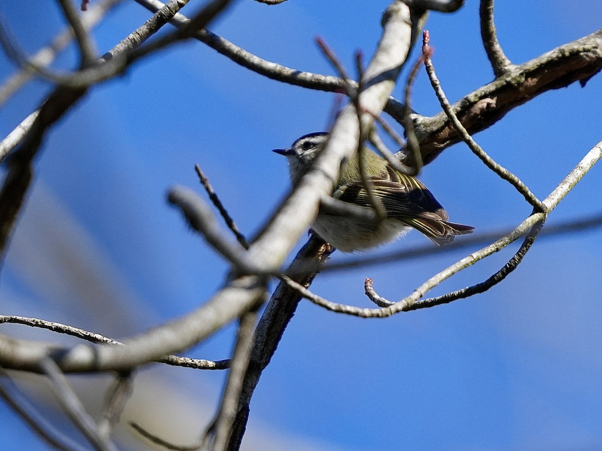 Golden-crowned Kinglet - Stacy Rabinovitz