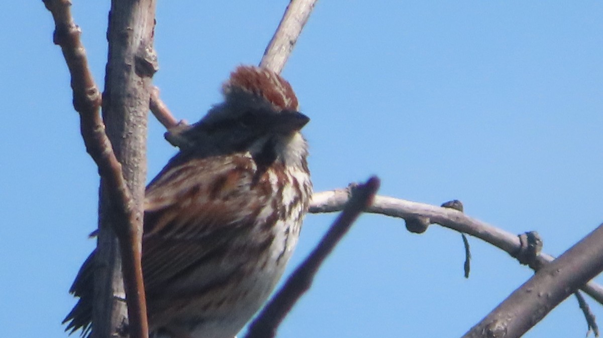 Song Sparrow - Gregory Allen