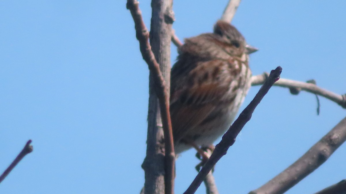 Song Sparrow - ML616286916