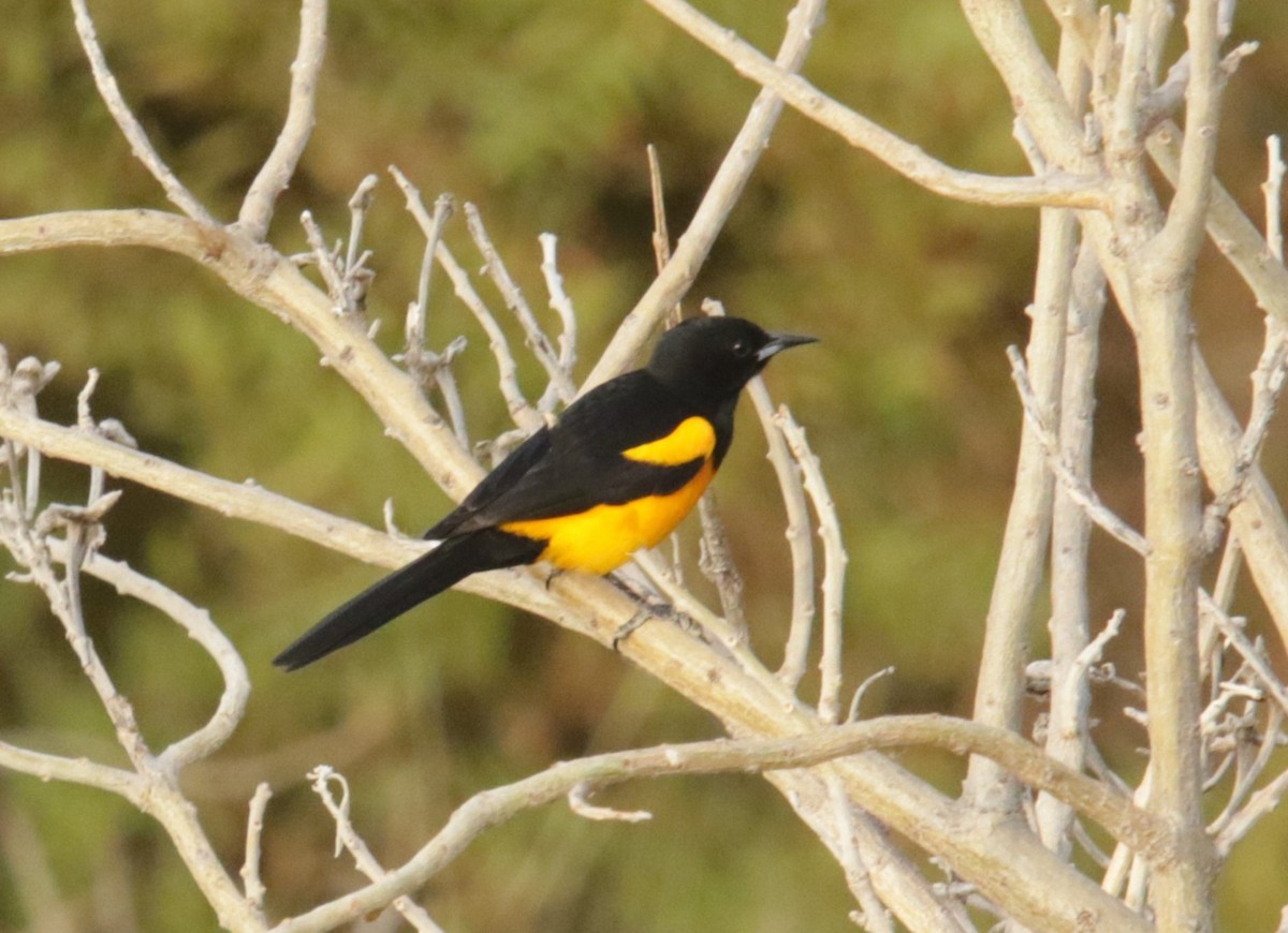 Black-vented Oriole - Sue Keener