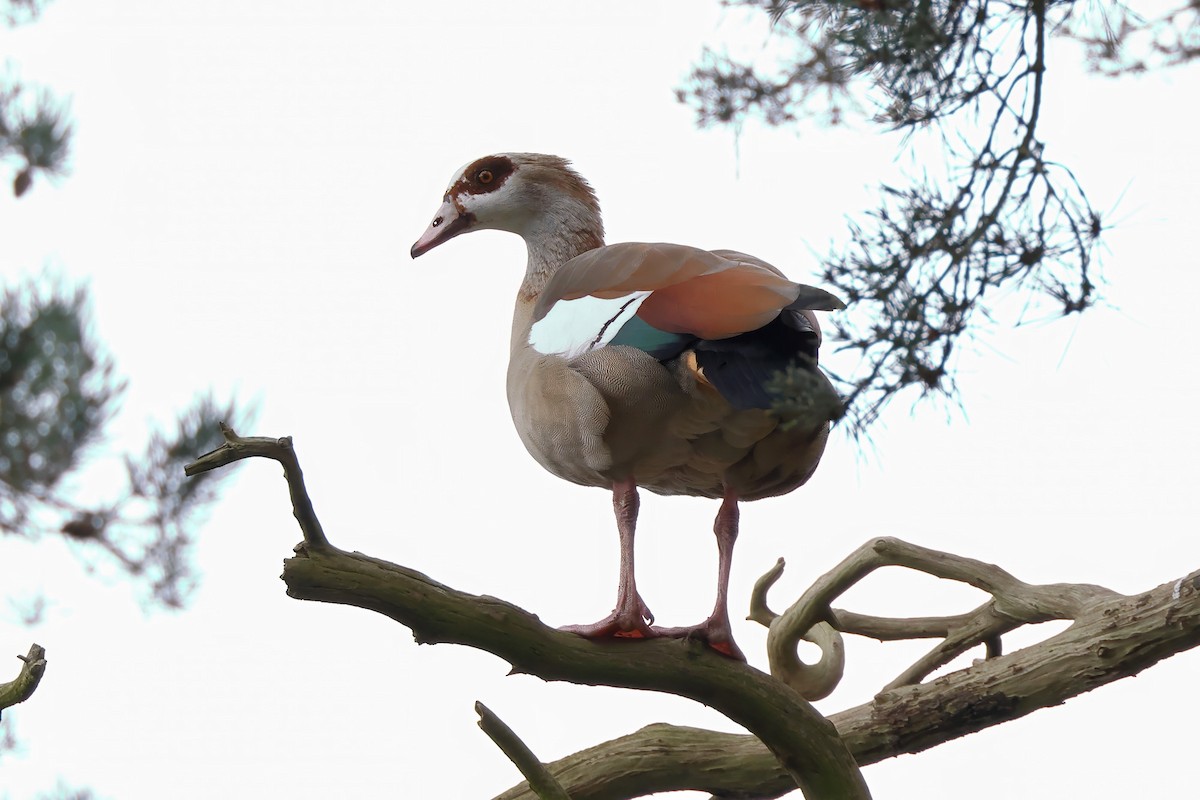 Egyptian Goose - ML616286963