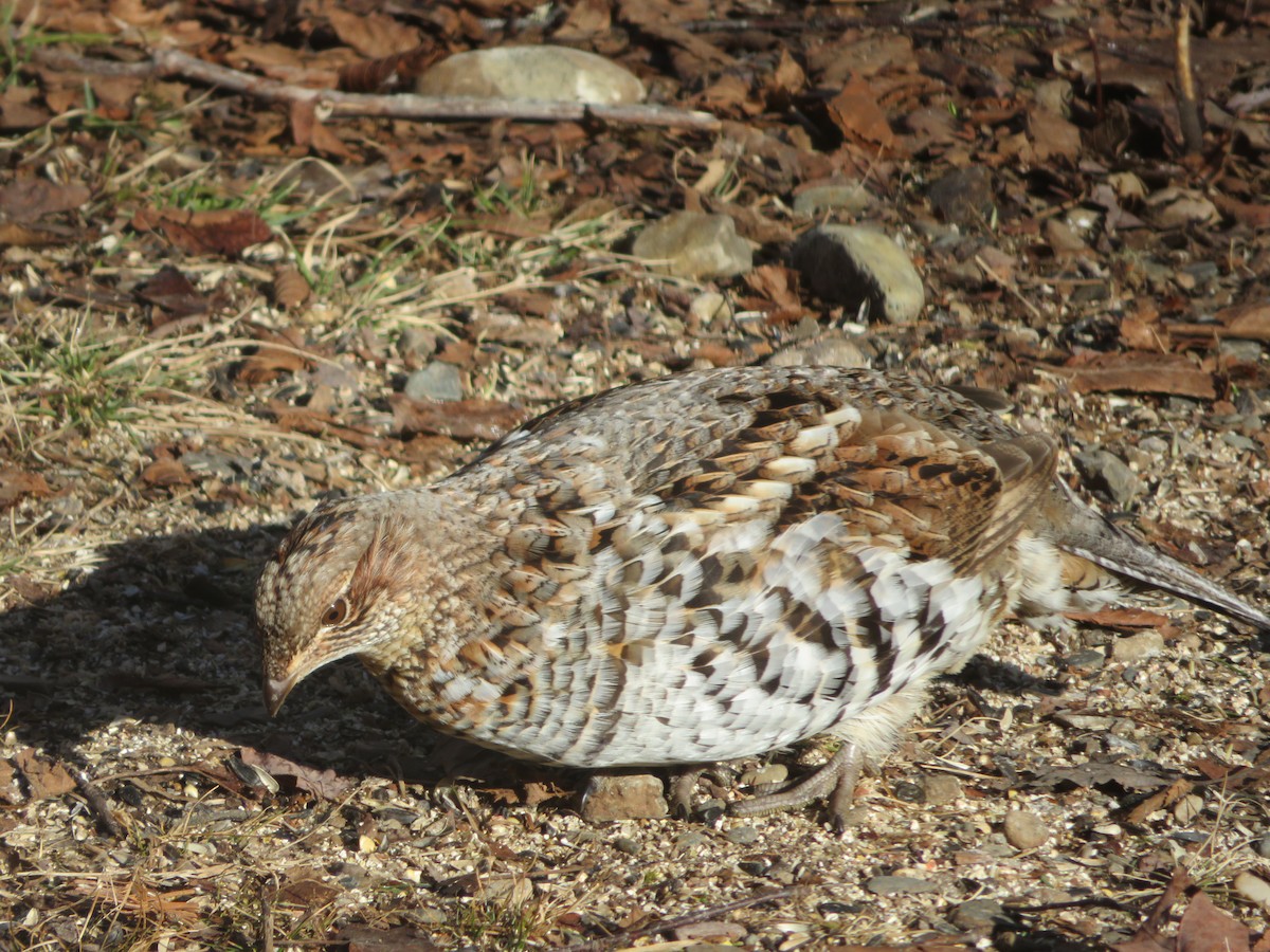 Kragenhuhn - ML616286964