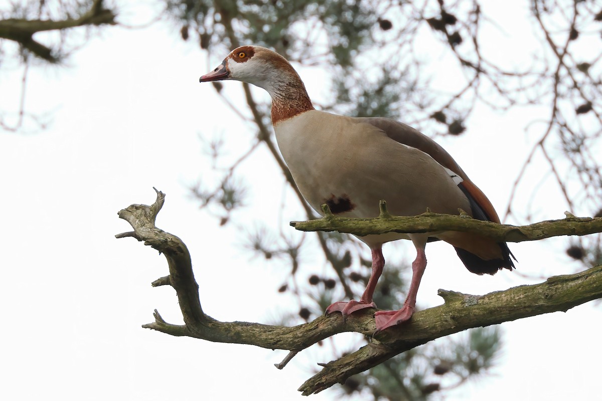 Egyptian Goose - Dave Curtis