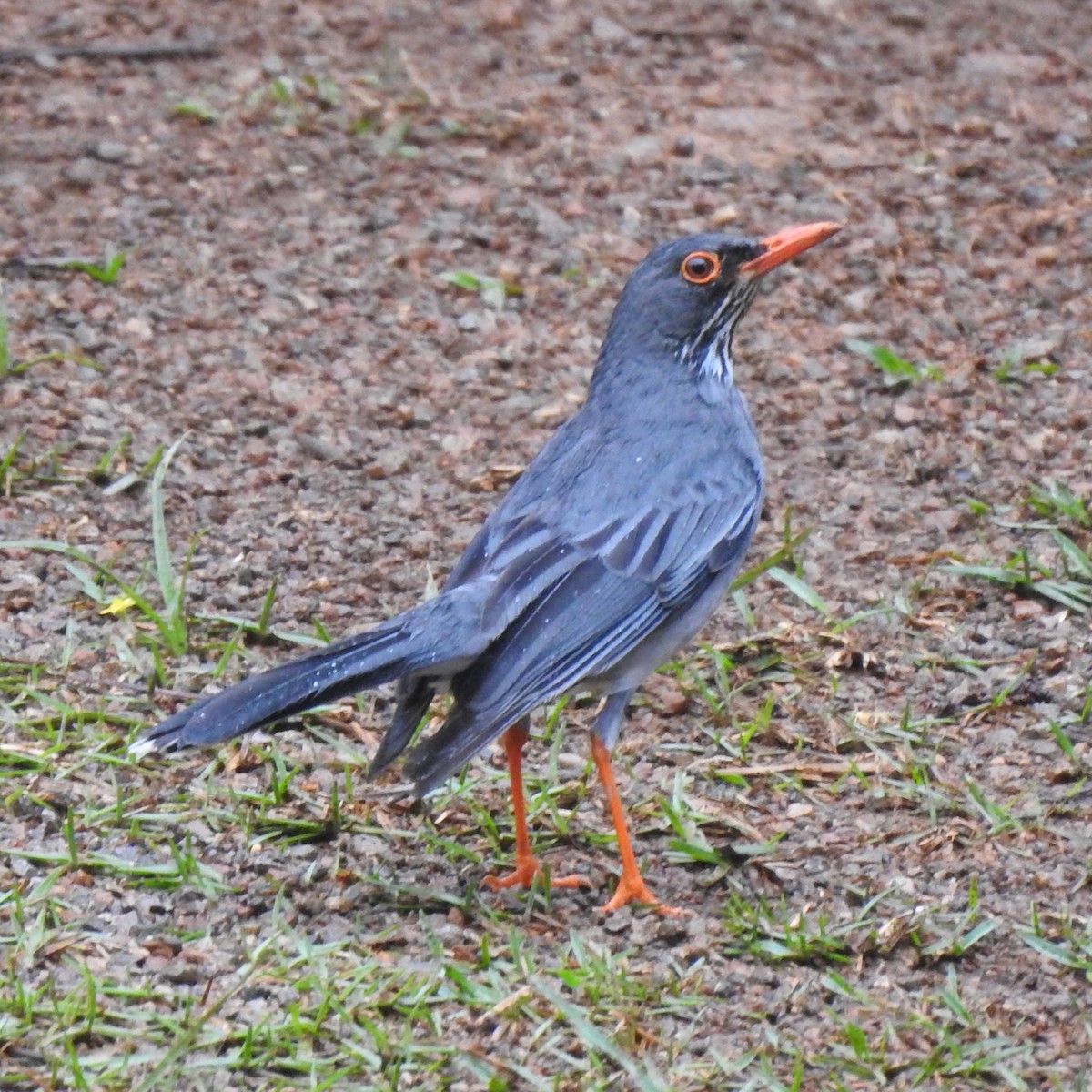 Red-legged Thrush (Antillean) - ML616286973