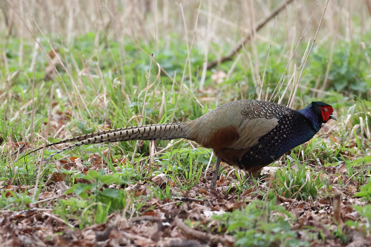 Ring-necked x Green Pheasant (hybrid) - ML616286982