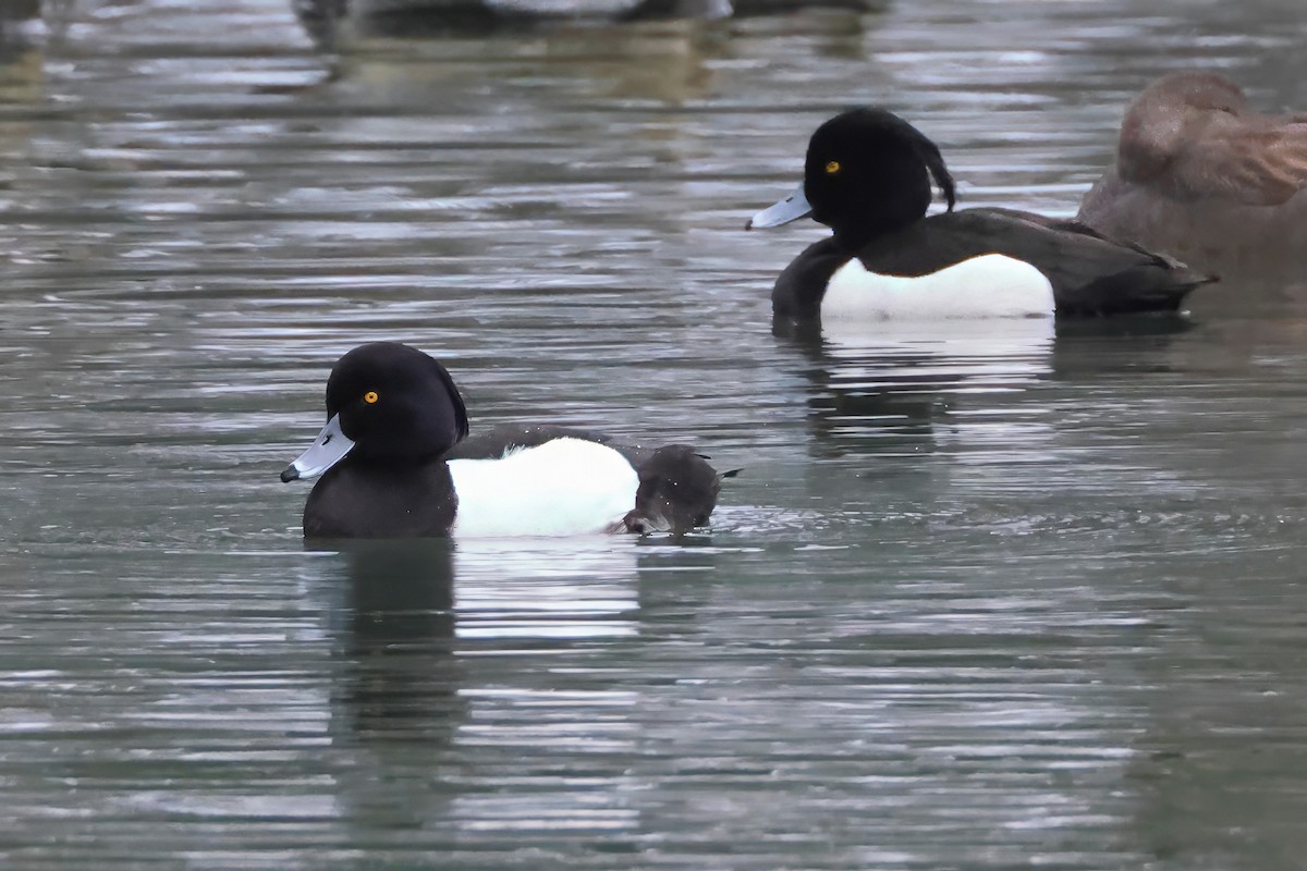 Tufted Duck - ML616286989