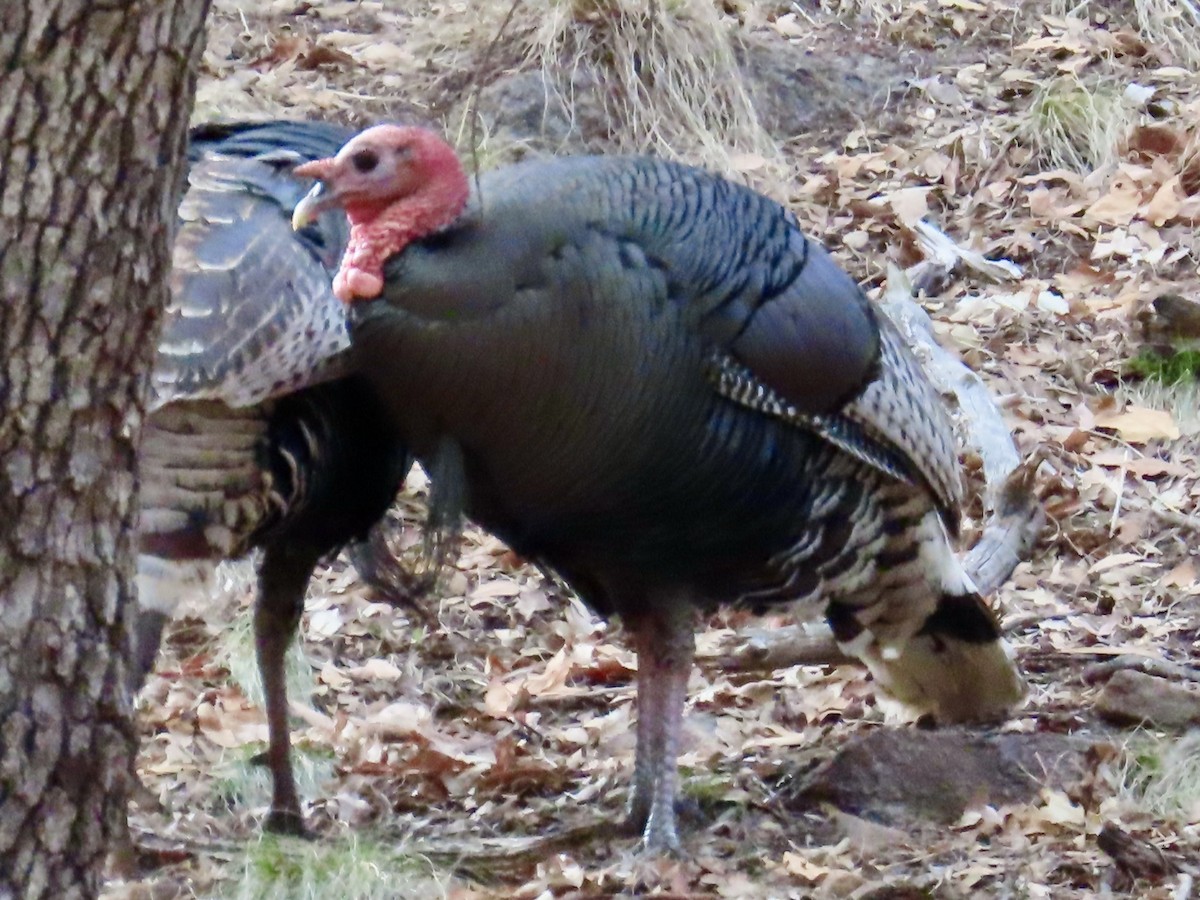 Wild Turkey - ML616286996