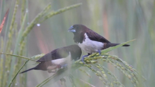 White-rumped Munia - ML616287014