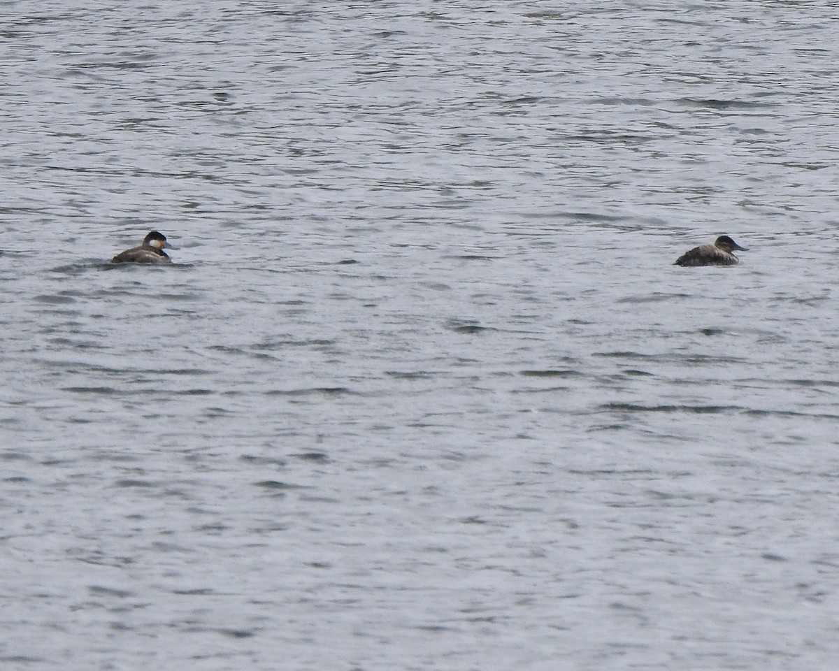 Ruddy Duck - ML616287041