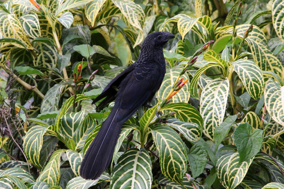 Groove-billed Ani - Jean-Marie Gauthier