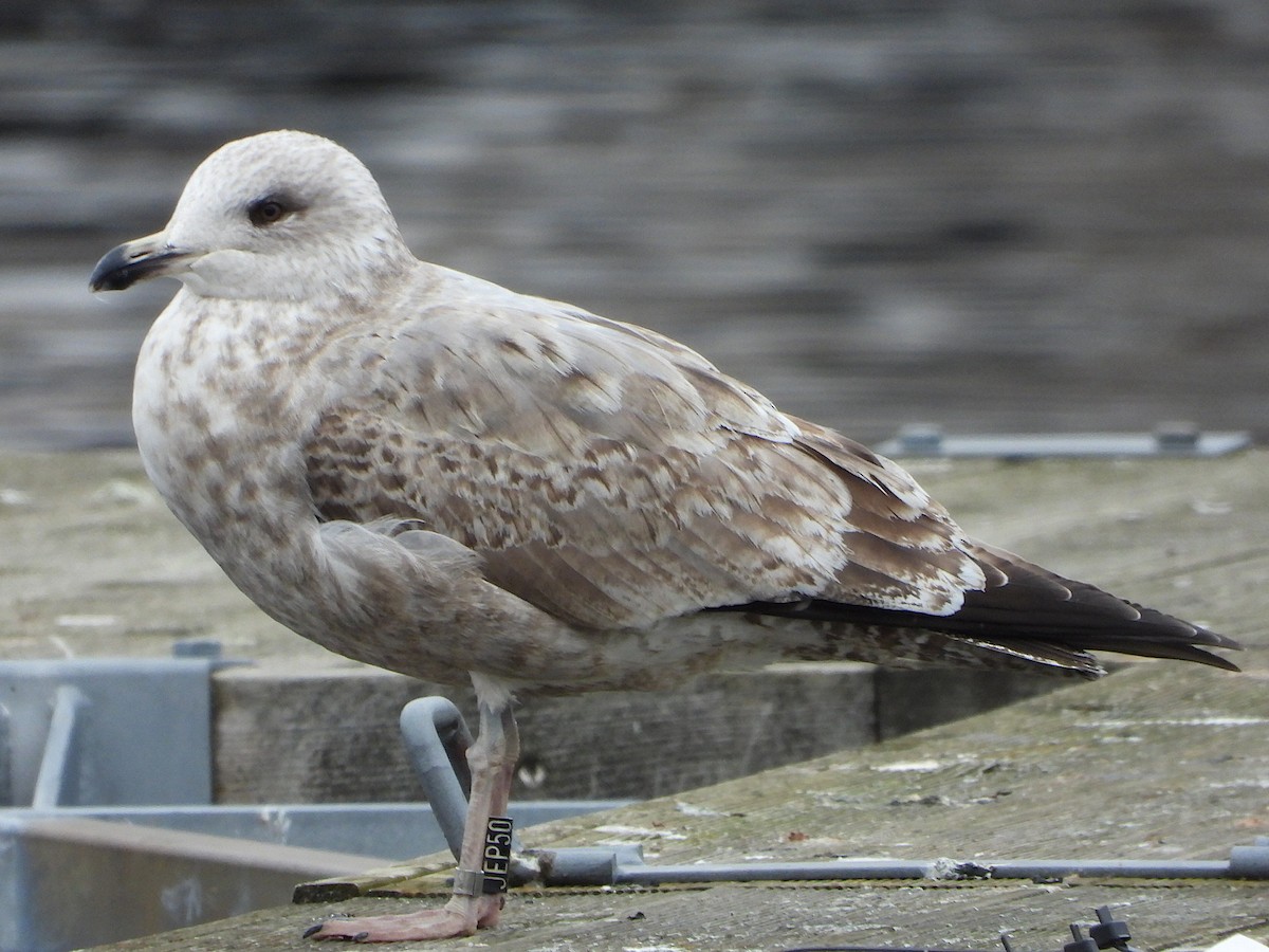American Herring Gull - ML616287150