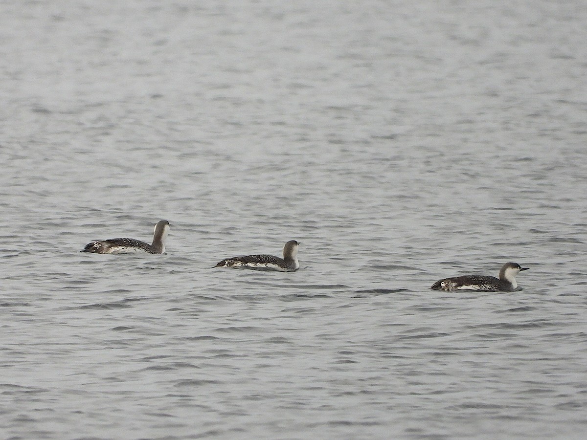 Red-throated Loon - ML616287206