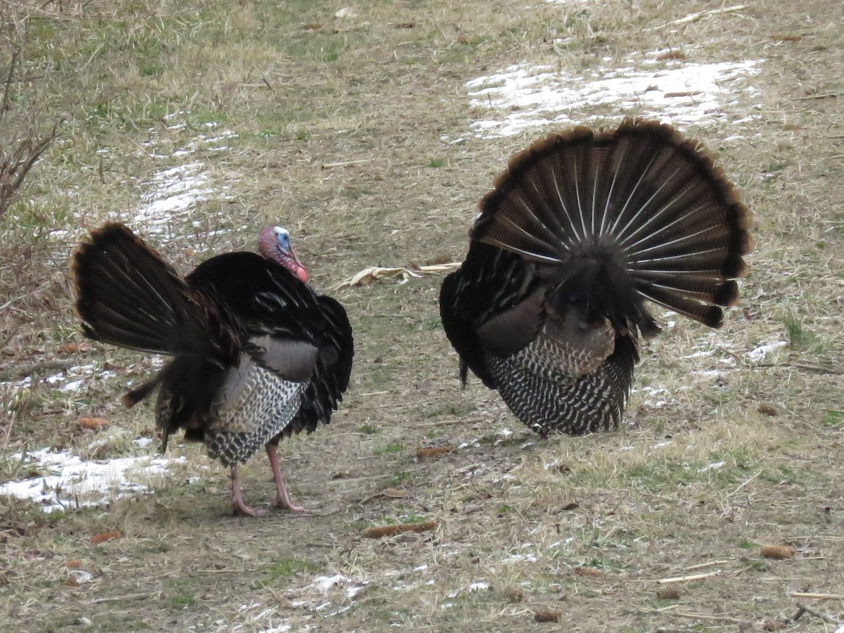 Wild Turkey - Sandy C