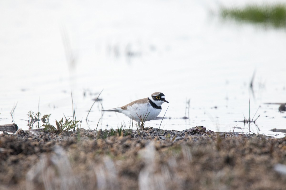 Little Ringed Plover - ML616287211