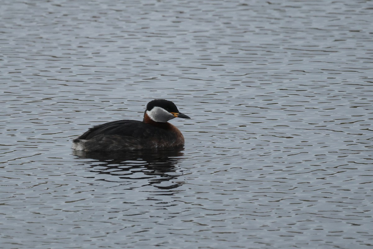 Red-necked Grebe - ML616287230