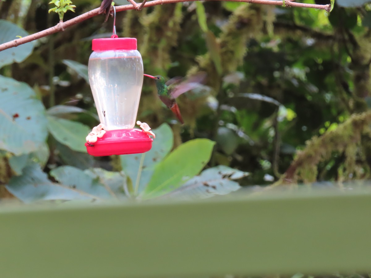 Rufous-tailed Hummingbird - ML616287312