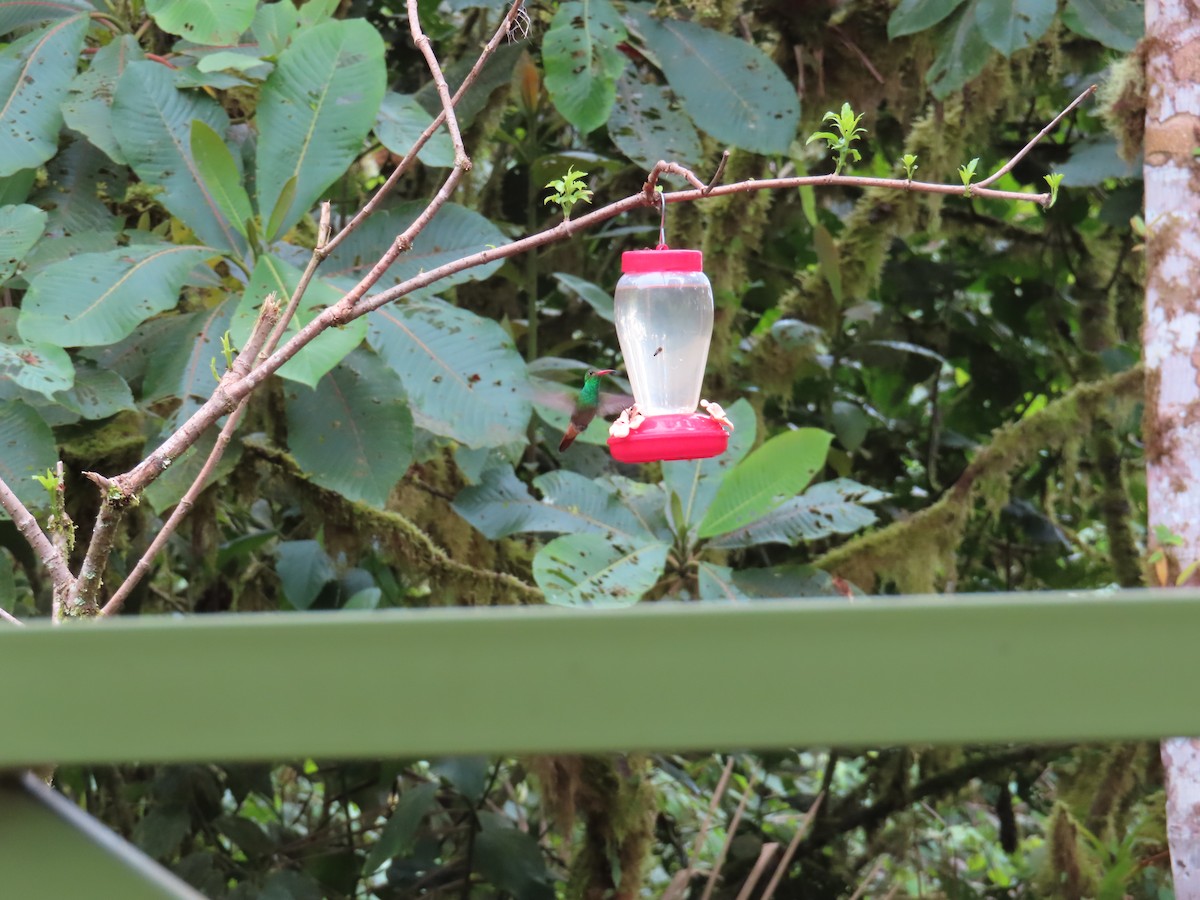 Rufous-tailed Hummingbird - ML616287343