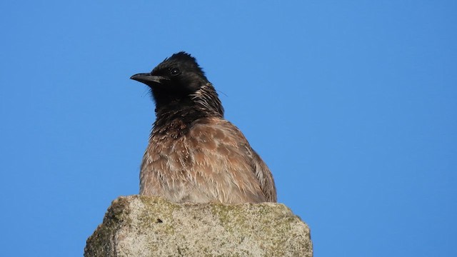 Bulbul à ventre rouge - ML616287355