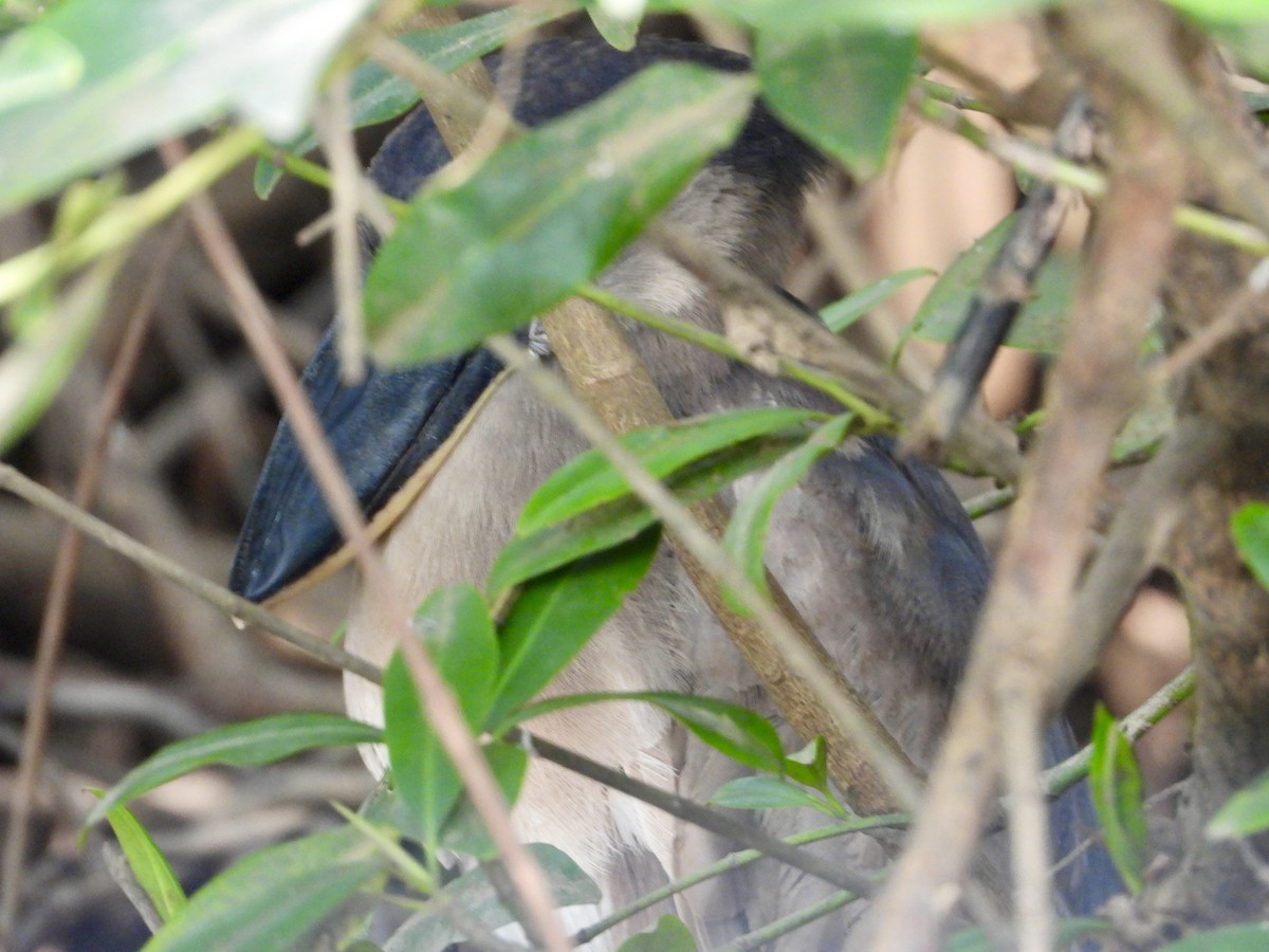 Boat-billed Heron - ML616287393