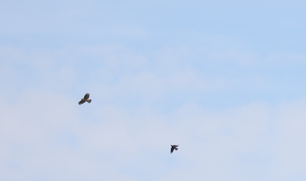 Red-shouldered Hawk - ML616287400