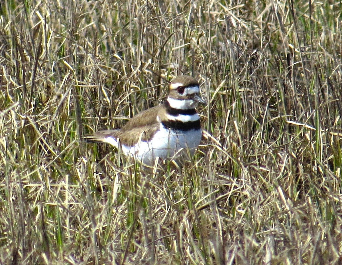 Killdeer - Amanda Kallenbach