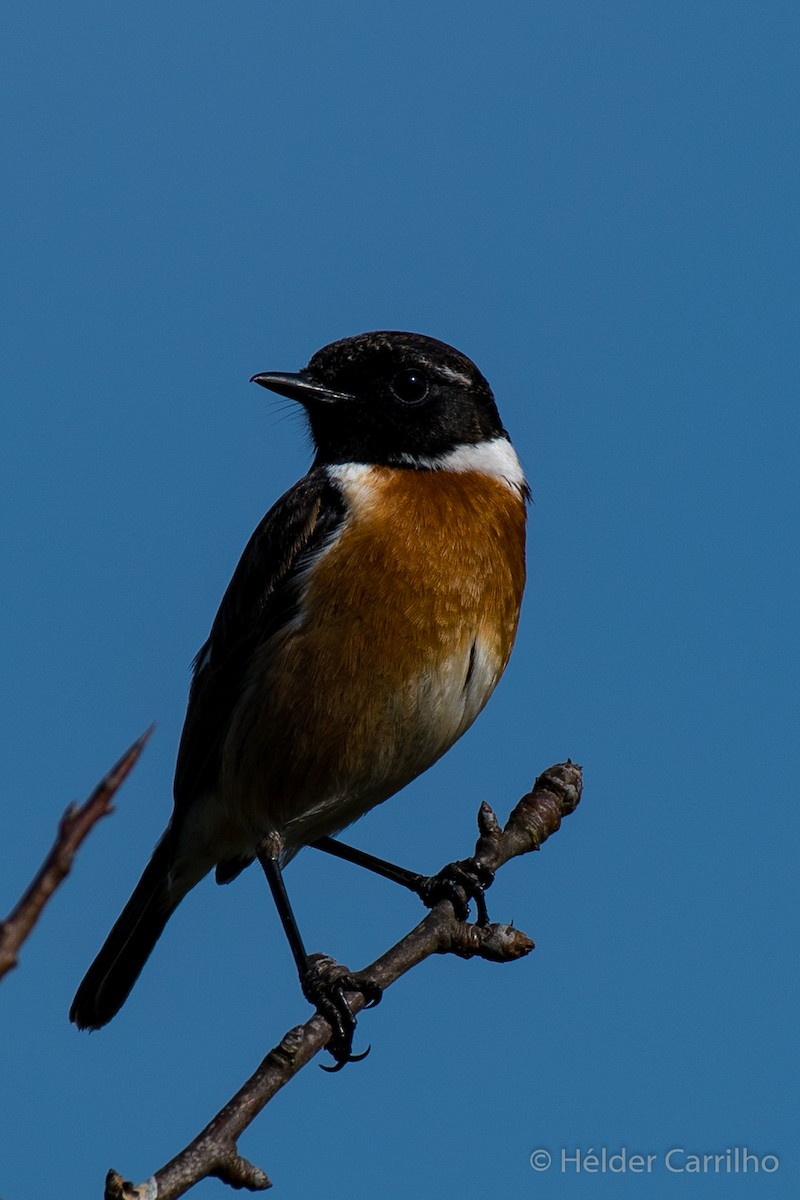 European Stonechat - ML616287506