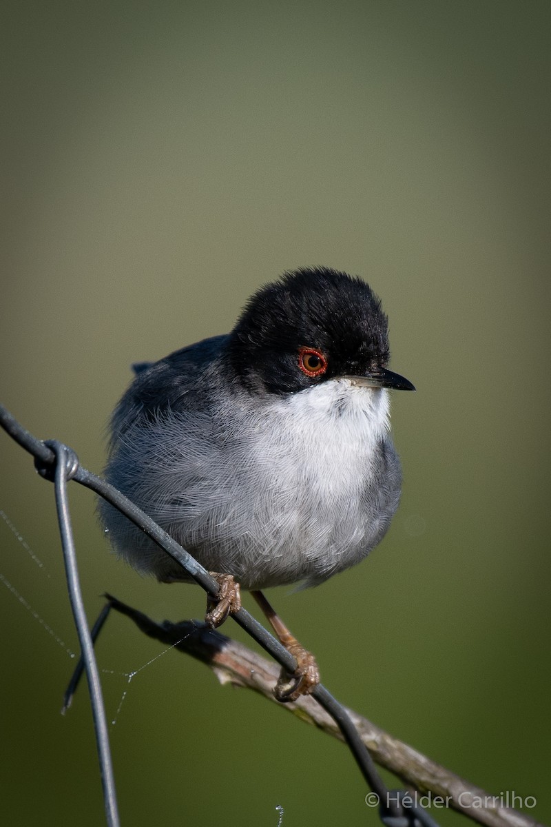 Sardinian Warbler - ML616287524