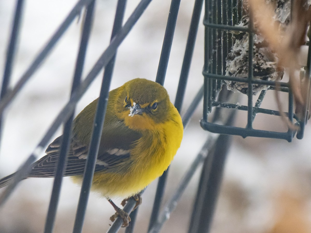 Pine Warbler - Melinda Marconi