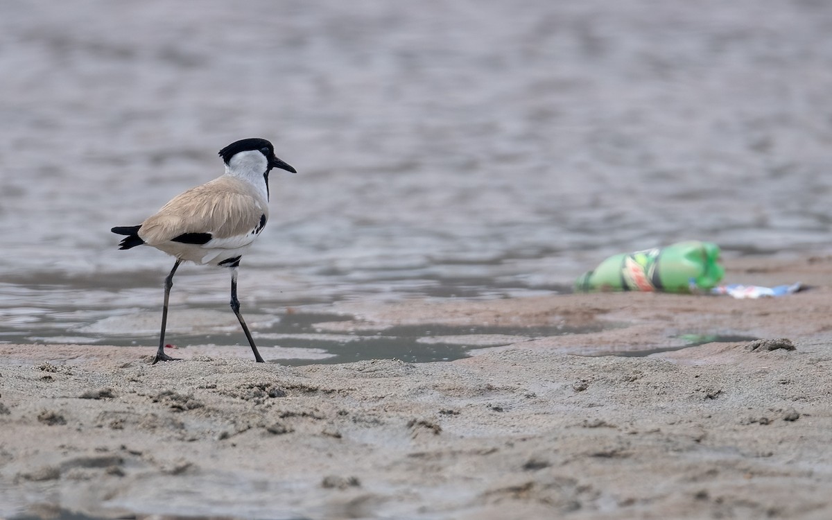 River Lapwing - ML616287594