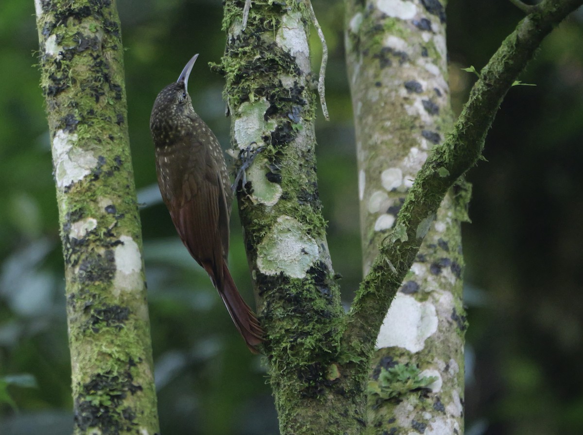 Spotted Woodcreeper - ML616287609