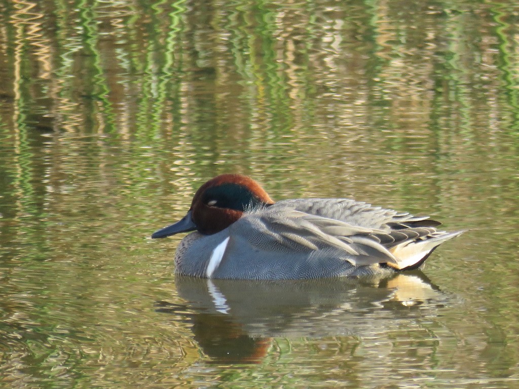 Green-winged Teal - ML616287623