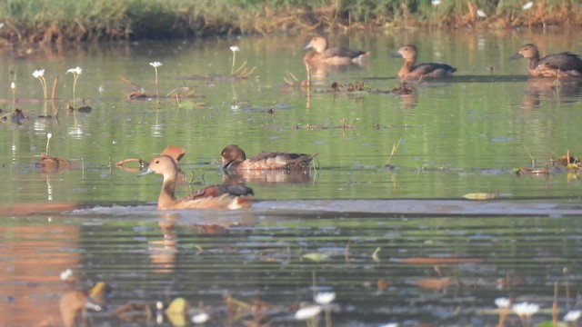 鳳頭潛鴨 - ML616287628