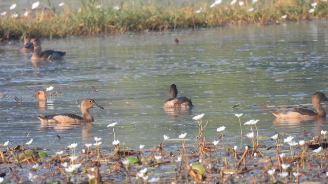 鳳頭潛鴨 - ML616287629