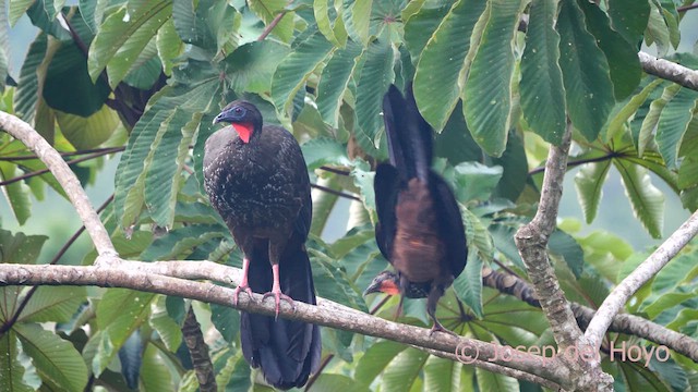 Crested Guan - ML616287699