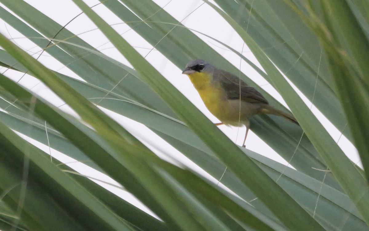 Gray-crowned Yellowthroat - ML616287773