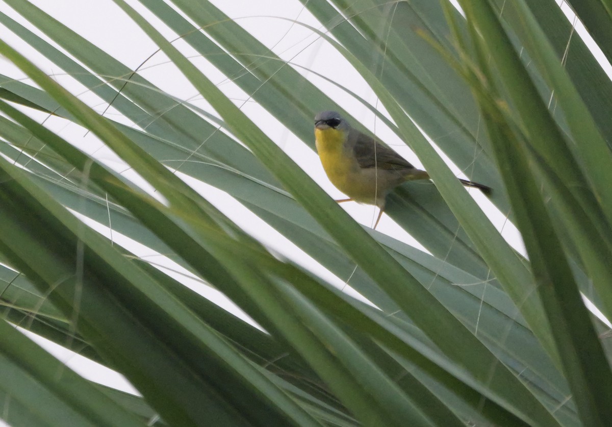 Gray-crowned Yellowthroat - ML616287780