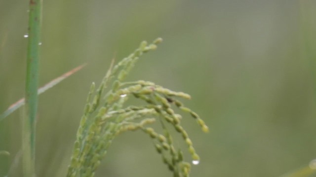 Prinia Sencilla - ML616287824