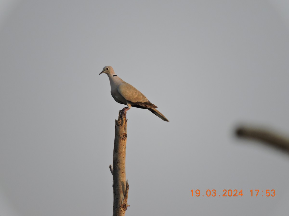 Eurasian Collared-Dove - ML616287889