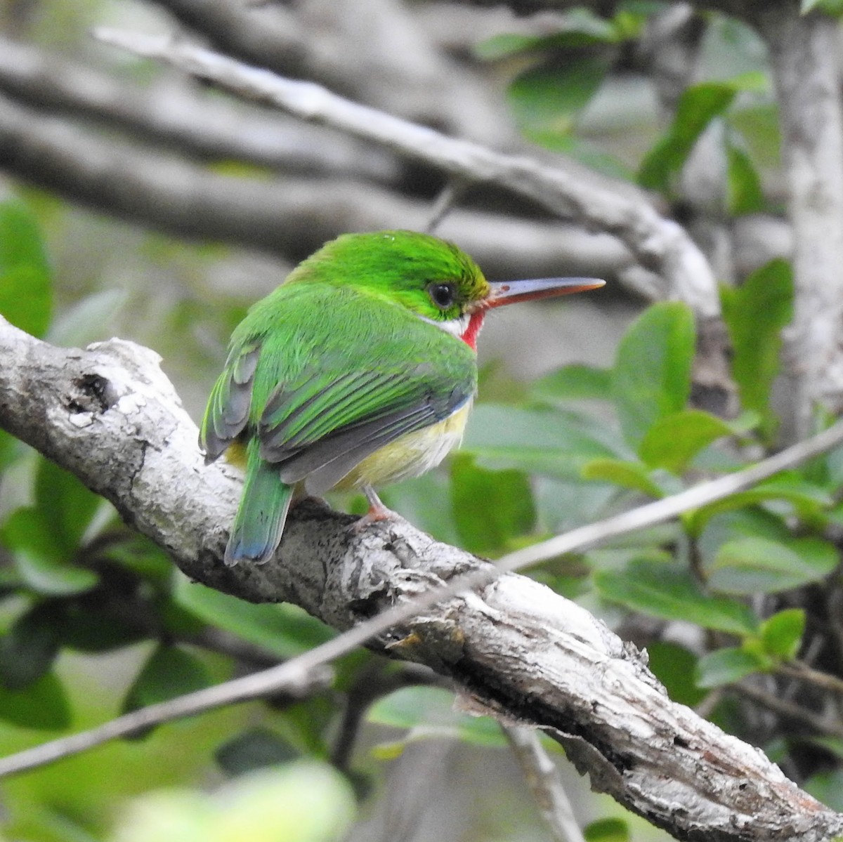 Puerto Rican Tody - ML616287890