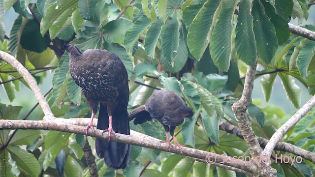 Crested Guan - ML616287901