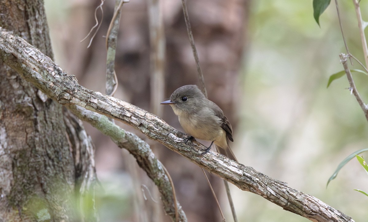 Hispaniolan Pewee - ML616287913