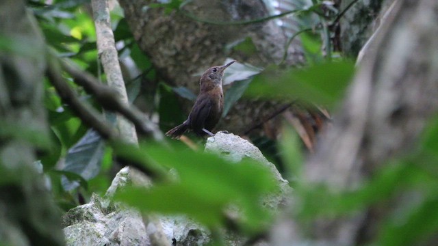 ハシナガミソサザイ - ML616287930