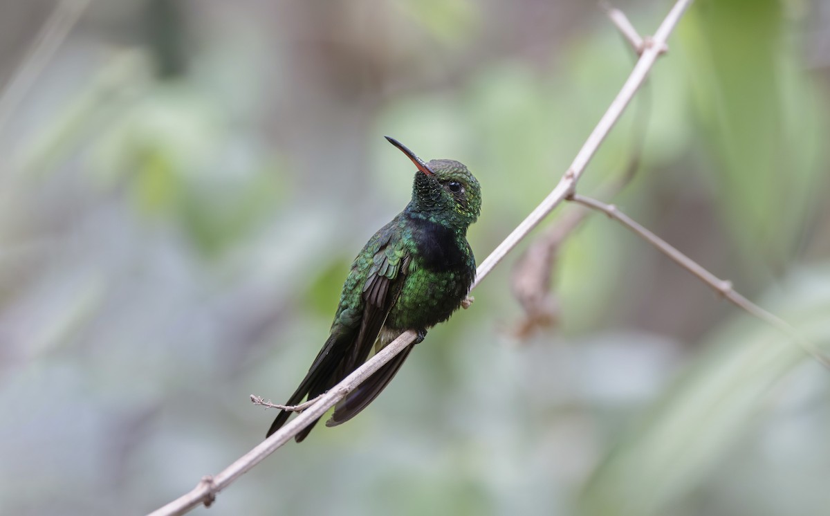 kolibřík haitský - ML616287939