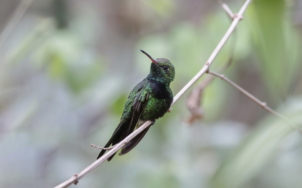 Hispaniolan Emerald - ML616287939