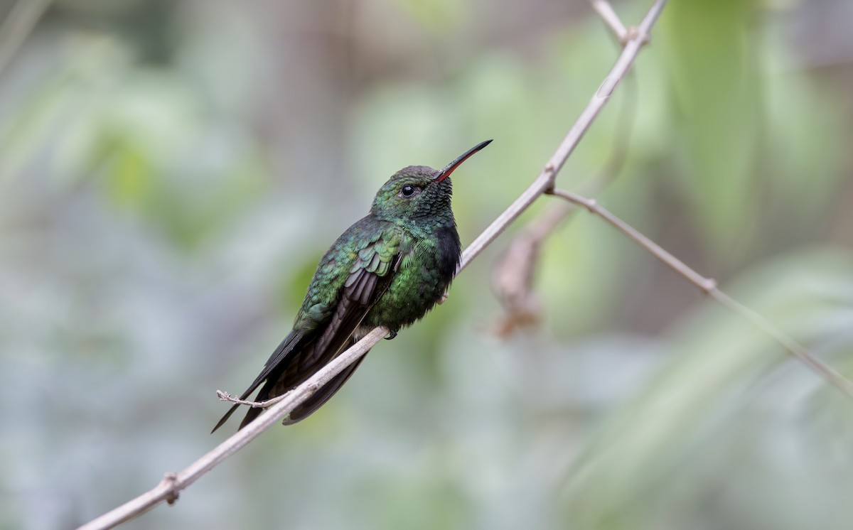 kolibřík haitský - ML616287940