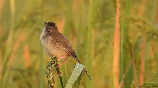 Plain Prinia - ML616287950